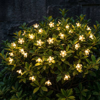 Solar-Powered LED Blossom String Lights -  Blossara