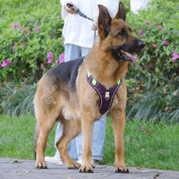 Anti-Trek Hundegeschirr | Komfortpolsterung | Robust | Reflektierend | Sicher-Luzern Mode