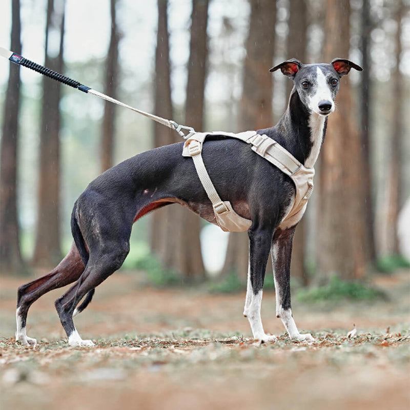 Hundegeschirr | Set Leine Anti-Zieh Wasserdicht Langlebig Atmungsaktiv Komfort-Luzern Mode