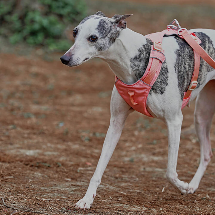 Hundegeschirr | Set Leine Anti-Zieh Wasserdicht Langlebig Atmungsaktiv Komfort-Luzern Mode