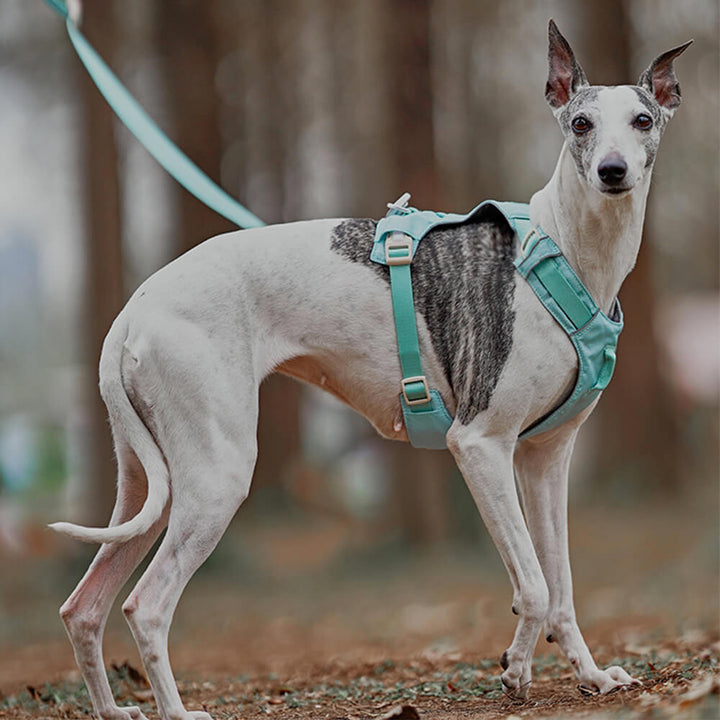 Hundegeschirr | Set Leine Anti-Zieh Wasserdicht Langlebig Atmungsaktiv Komfort-Luzern Mode