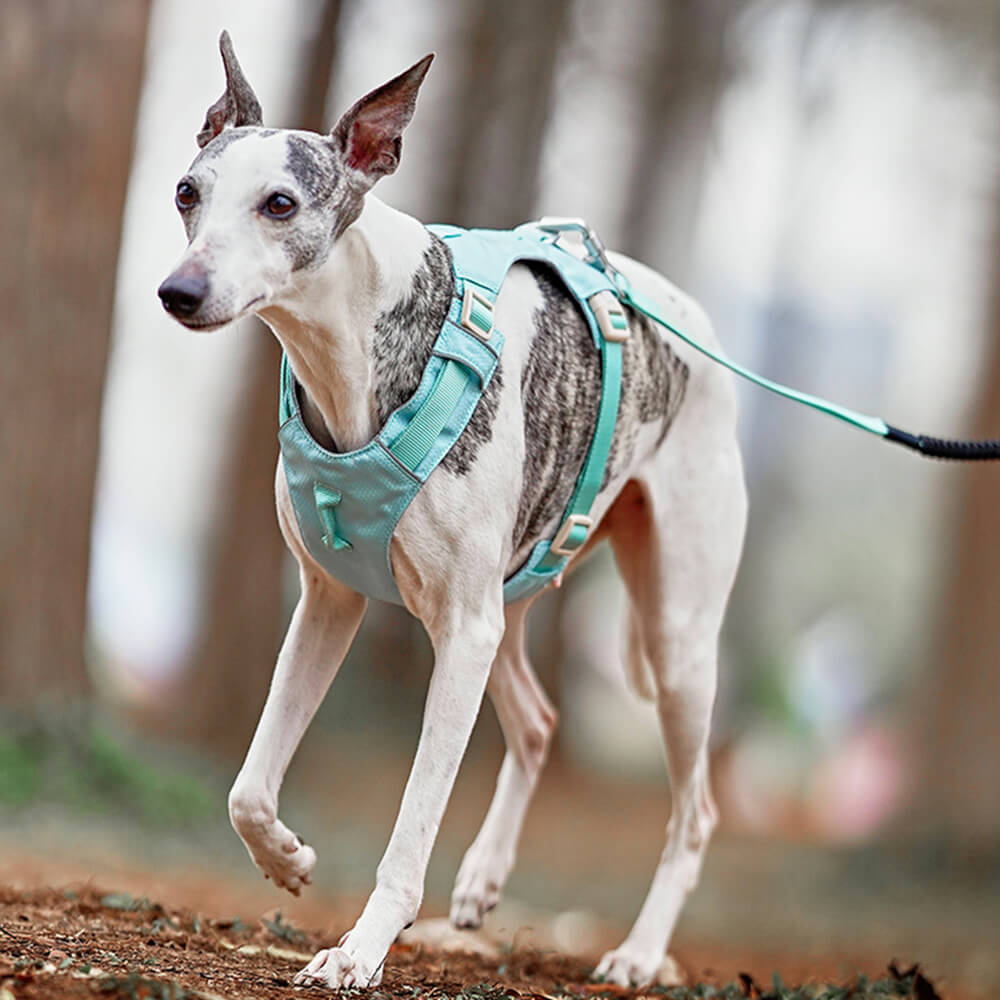 Hundegeschirr | Set Leine Anti-Zieh Wasserdicht Langlebig Atmungsaktiv Komfort-Luzern Mode