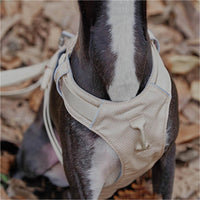 Hundegeschirr | Set Leine Anti-Zieh Wasserdicht Langlebig Atmungsaktiv Komfort-Luzern Mode