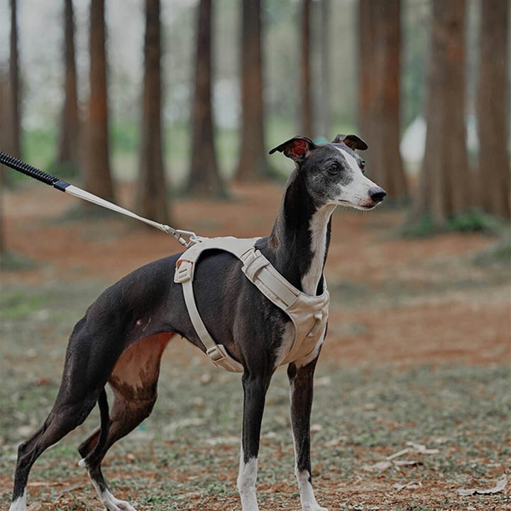 Hundegeschirr | Set Leine Anti-Zieh Wasserdicht Langlebig Atmungsaktiv Komfort-Luzern Mode