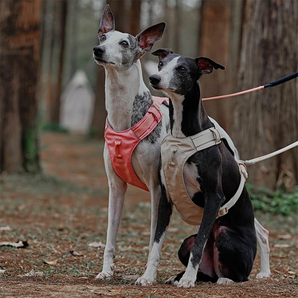 Hundegeschirr | Set Leine Anti-Zieh Wasserdicht Langlebig Atmungsaktiv Komfort-Luzern Mode