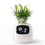 Smart-Blumentopf | Automatisch App-Verbunden Universal Emojis Praktisch Süß-Weiß-Luzern Mode