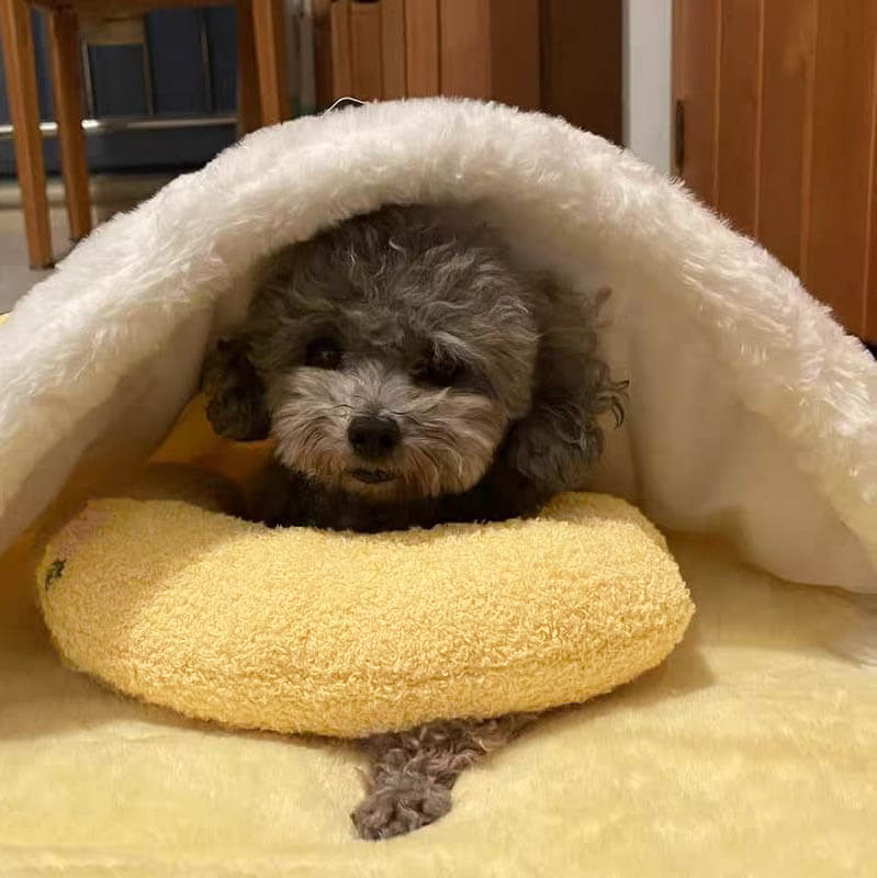 Hundekopfkissen | Bequem Ruhigend Waschbar Haltbar Weich-Gelb-Luzern Mode