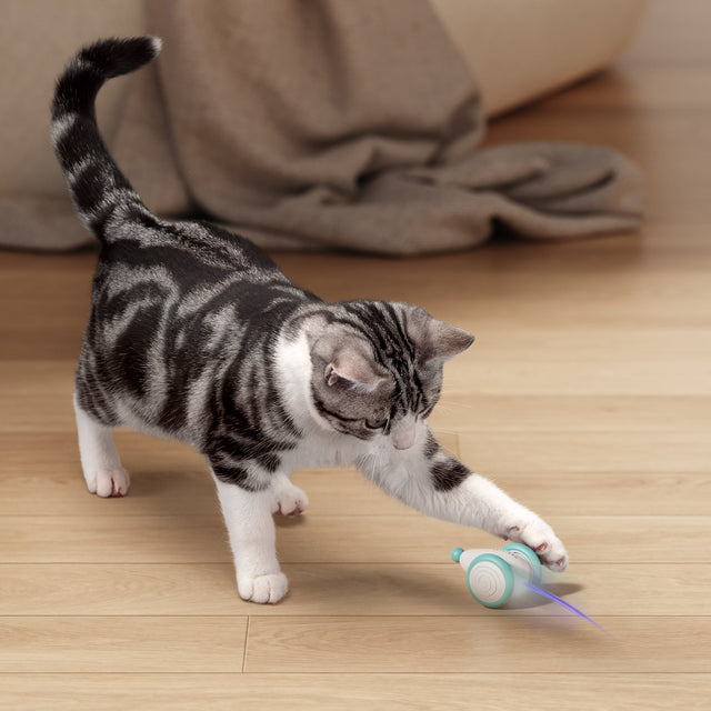 Kauspielzeug für Katzen | Interaktiv | Intelligente Energie | Bewegung-Luzern Mode