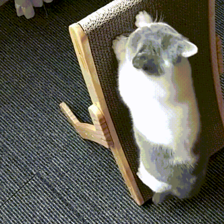 Kratzbaum und Liegestuhl für Katzen | 3-in-1 | Modern | Bequem | Spielen-Luzern Mode