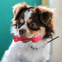 Tandverzorger voor Honden | Speelgoed | Tandverzorging | Speelplezier-Luzern Mode