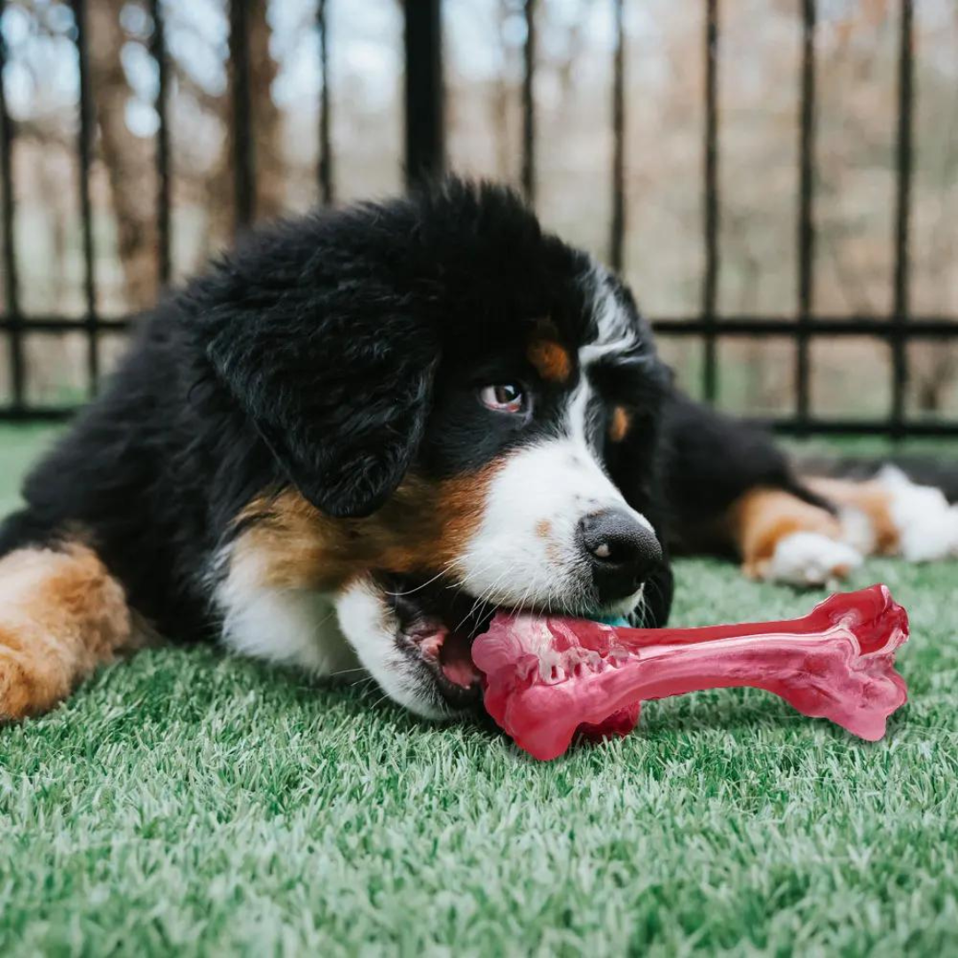 Tandverzorger voor Honden | Speelgoed | Tandverzorging | Speelplezier-Luzern Mode