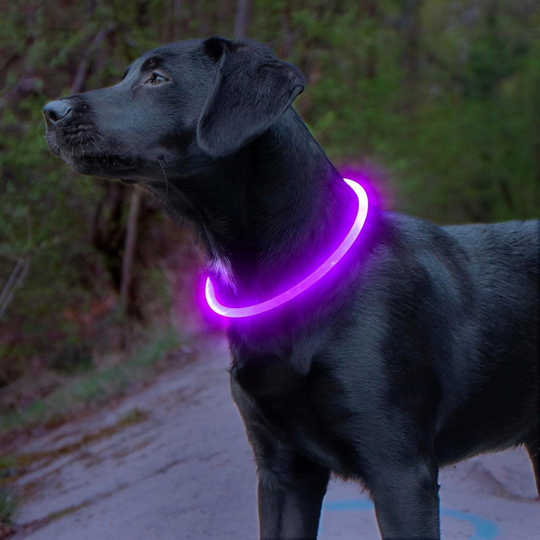 Hundehalsband | LED Sicher Sichtbar Wiederaufladbar USB Langlebig-Lila-Luzern Mode