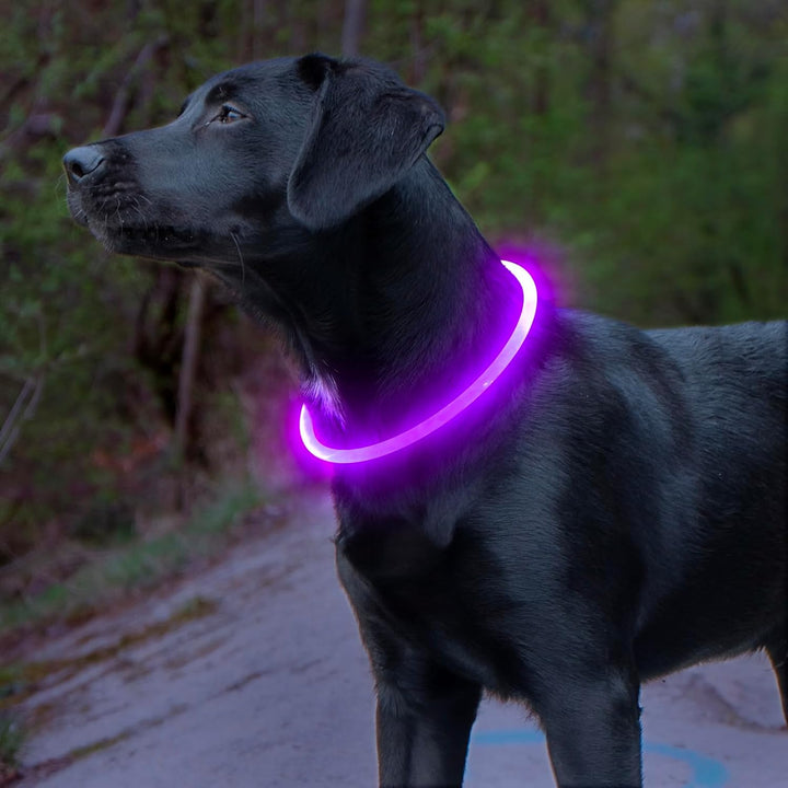 Hundehalsband | LED Sicher Sichtbar Wiederaufladbar USB Langlebig-Lila-Luzern Mode