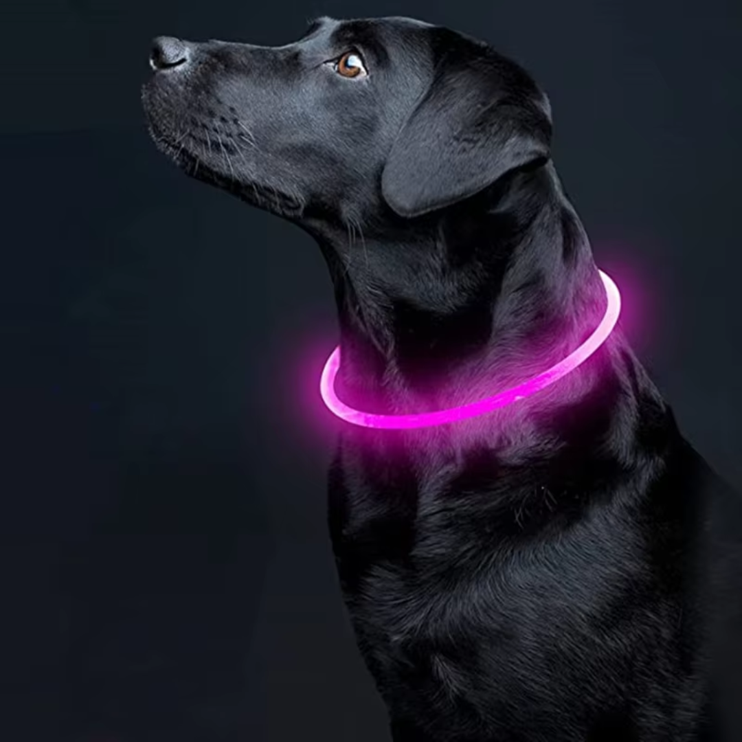Hundehalsband | LED Sicher Sichtbar Wiederaufladbar USB Langlebig-Luzern Mode