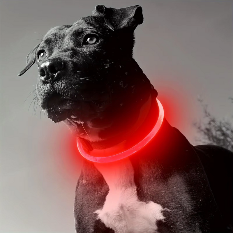 Hundehalsband | LED Sicher Sichtbar Wiederaufladbar USB Langlebig-Rot-Luzern Mode