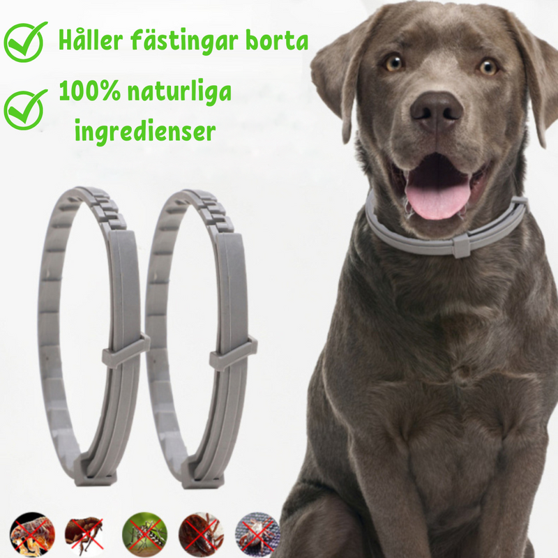 Anti-Flöhe Halsband | Haustier, Komfortabel, Langlebig, Ungiftig-Luzern Mode