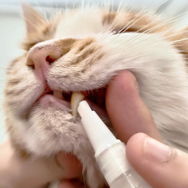 Haustier Zahnbürste | Stift | Hygiene | Nachhaltig | Sicher | Vielseitig-Luzern Mode