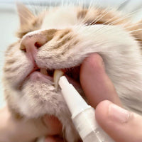 Haustier Zahnbürste | Stift | Hygiene | Nachhaltig | Sicher | Vielseitig-Luzern Mode