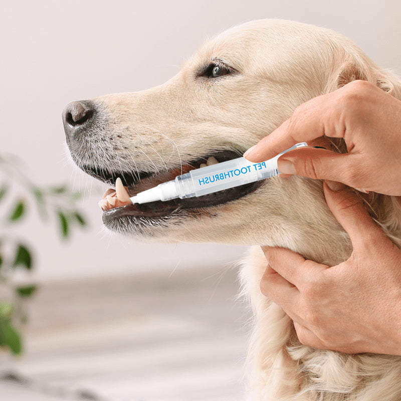 Haustier Zahnbürste | Stift | Hygiene | Nachhaltig | Sicher | Vielseitig-Luzern Mode