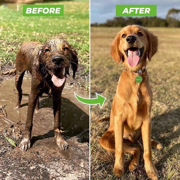 Hundeduschspray | Vielseitig | Wassersparend | Strapazierfähig | Komfort-Luzern Mode