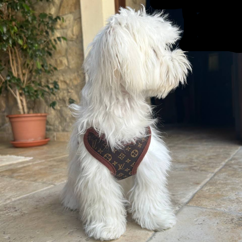 Hundegeschirr | Mit Leine | Sicher | Muster | Verstellbar | Klickverschluss-Luzern Mode