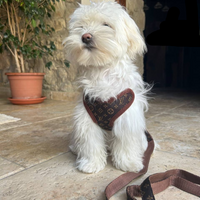 Hundegeschirr | Mit Leine | Sicher | Muster | Verstellbar | Klickverschluss-Luzern Mode