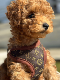 Hundegeschirr | Mit Leine | Sicher | Muster | Verstellbar | Klickverschluss-Luzern Mode