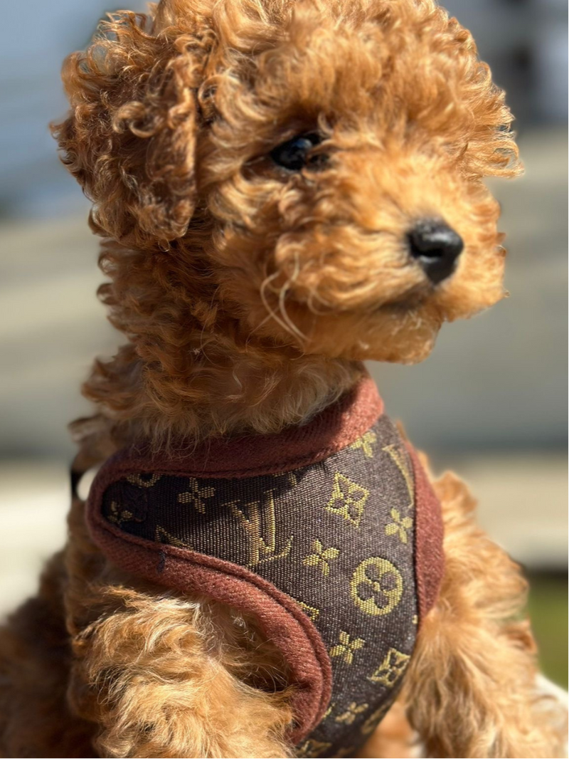 Hundegeschirr | Mit Leine | Sicher | Muster | Verstellbar | Klickverschluss-Luzern Mode