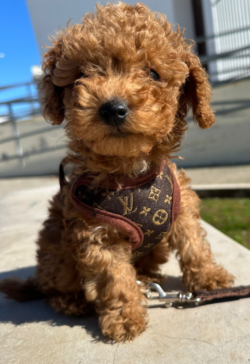Hundegeschirr | Mit Leine | Sicher | Muster | Verstellbar | Klickverschluss-Luzern Mode