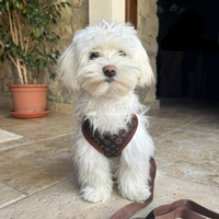 Hundegeschirr | Mit Leine | Sicher | Muster | Verstellbar | Klickverschluss-Luzern Mode