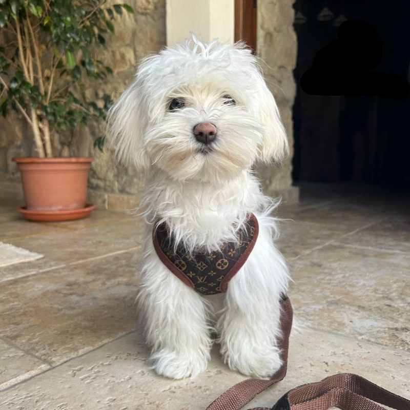 Hundegeschirr | Mit Leine | Sicher | Muster | Verstellbar | Klickverschluss-Luzern Mode