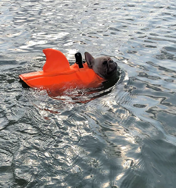Hundeschwimmweste | Auffällig Sicher Leuchtend Komfortabel Langlebig-Luzern Mode