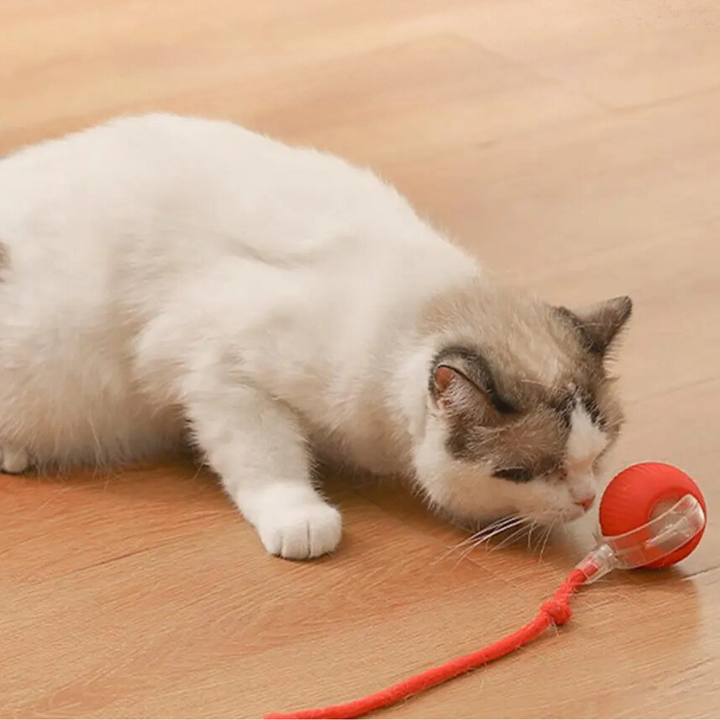 Katzenspielball | Interaktiv Jagen Langlebig Unterhaltsam Stimulierend-Luzern Mode