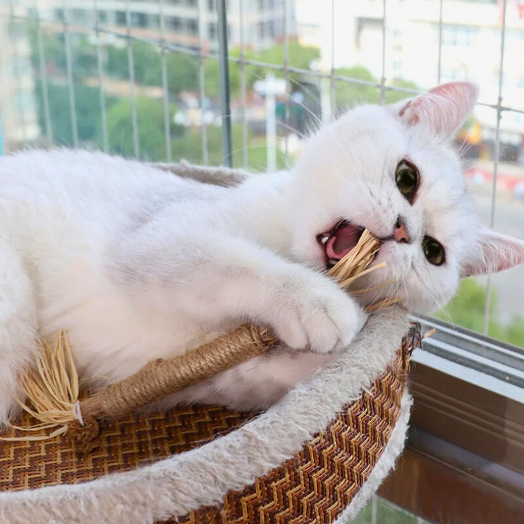 Katzen Kauspielzeug | Interaktiv | Langlebig | Zahnpflege | Natürlich-Luzern Mode