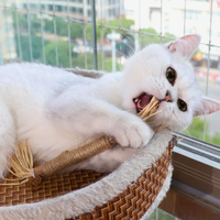 Katzen Kauspielzeug | Interaktiv | Langlebig | Zahnpflege | Natürlich-Luzern Mode