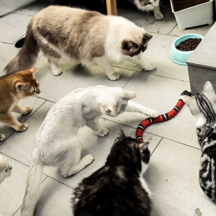 Bewegliches Katzenspielzeug | Schlange Aufladbar USB Interaktiv Nachhaltig-Luzern Mode