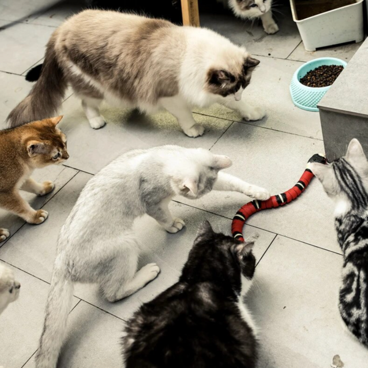Bewegliches Katzenspielzeug | Schlange Aufladbar USB Interaktiv Nachhaltig-Luzern Mode