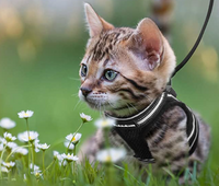 Katzengeschirr | Mit Leine Nachhaltig Atmungsaktiv Komfortabel Langlebig Robust-Luzern Mode