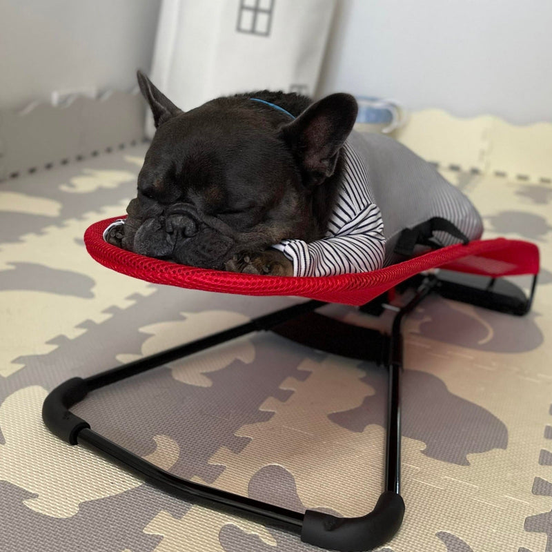 Schaukelstuhl für Hunde | Komfortabel | Beruhigend | Robust | Luxuriös-Luzern Mode