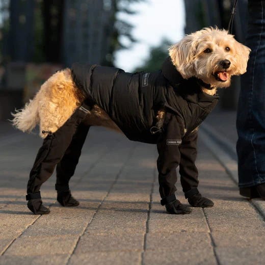 Stiefel für Hunde | Wetterfest | Bequem | Schutz-Luzern Mode