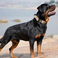 Hundehalsband | Taktisch Griff Robust Stark Stabil-Luzern Mode