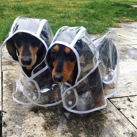 Hundenregenjacke | Transparent Wasserdicht PVC Langlebig Verstellbar-Luzern Mode