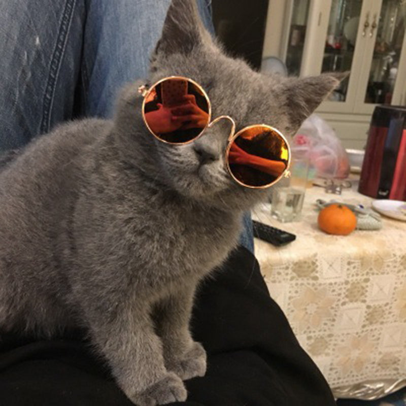 Katzenbrille | Niedlich Stilvoll Modisch Robust Langlebig-Luzern Mode