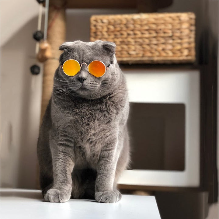 Katzenbrille | Niedlich Stilvoll Modisch Robust Langlebig-Luzern Mode