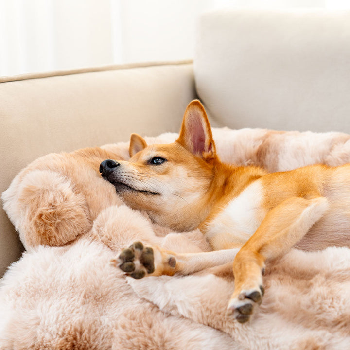 Hundebett | Vielseitig Weich Sofa Plüsch Komfortabel Langlebig Stilvoll-Luzern Mode