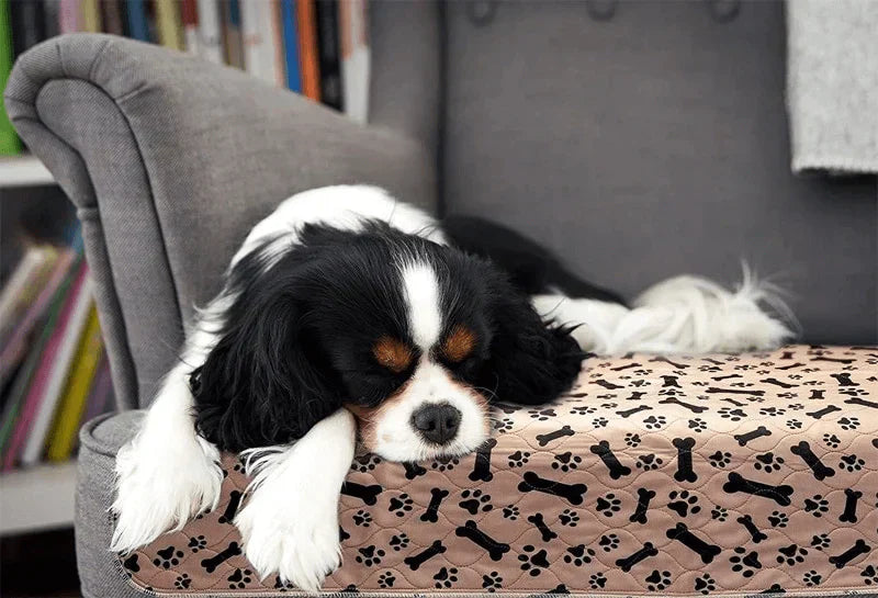 Hundewindel | Wiederverwendbar | Waschbar | Nachhaltig | Geruchsresistent | Auslaufsicher-Luzern Mode